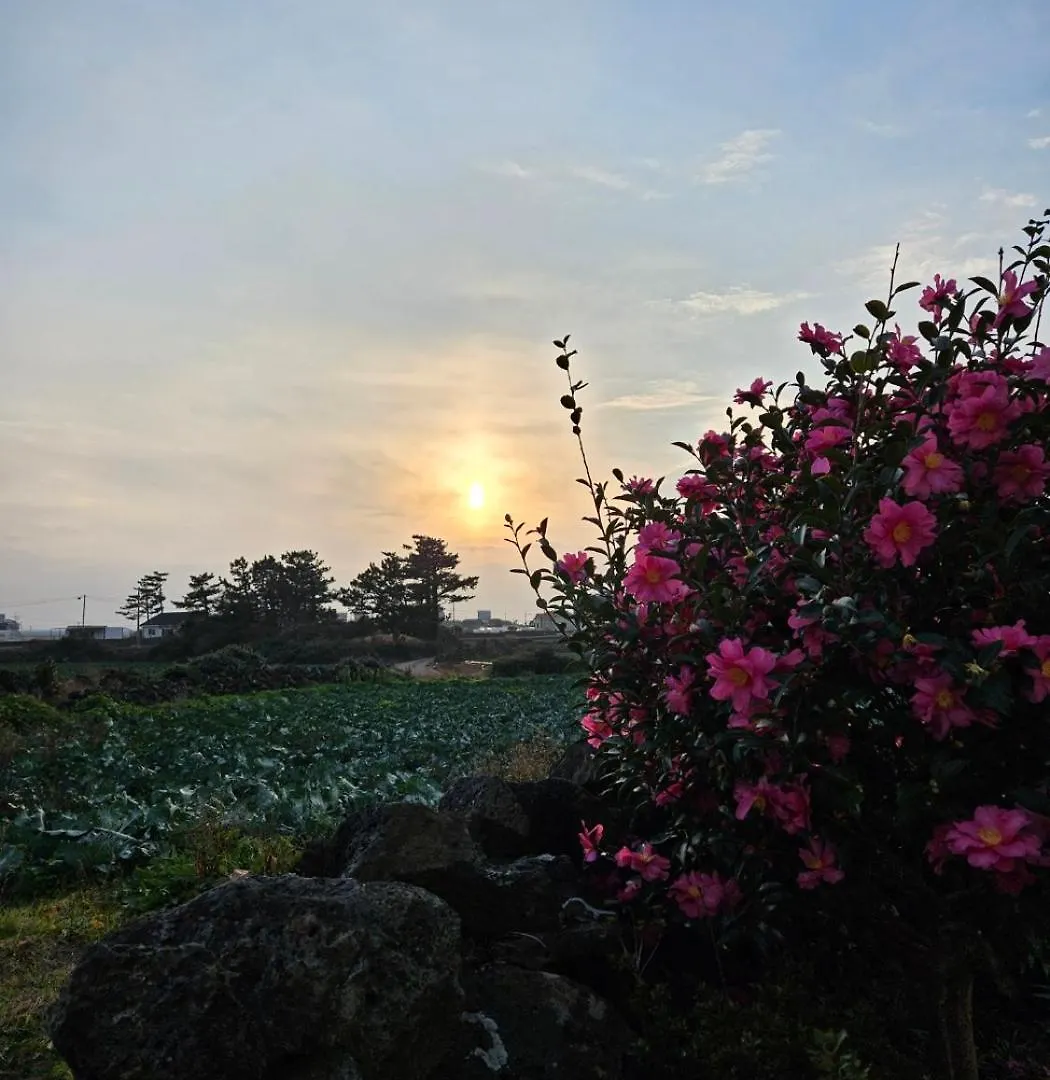 Mo Guesthouse Jeju